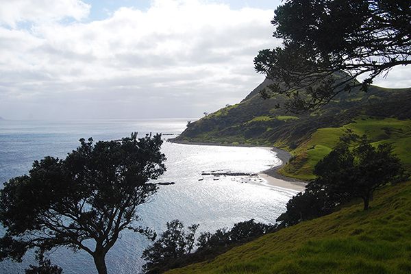 Fletcher Bay  - Coromandel