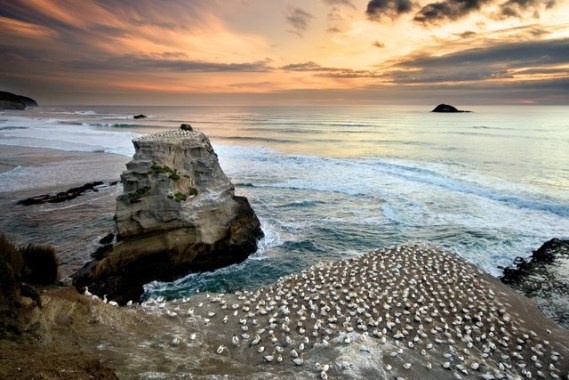 Muriwai Gannet Colony