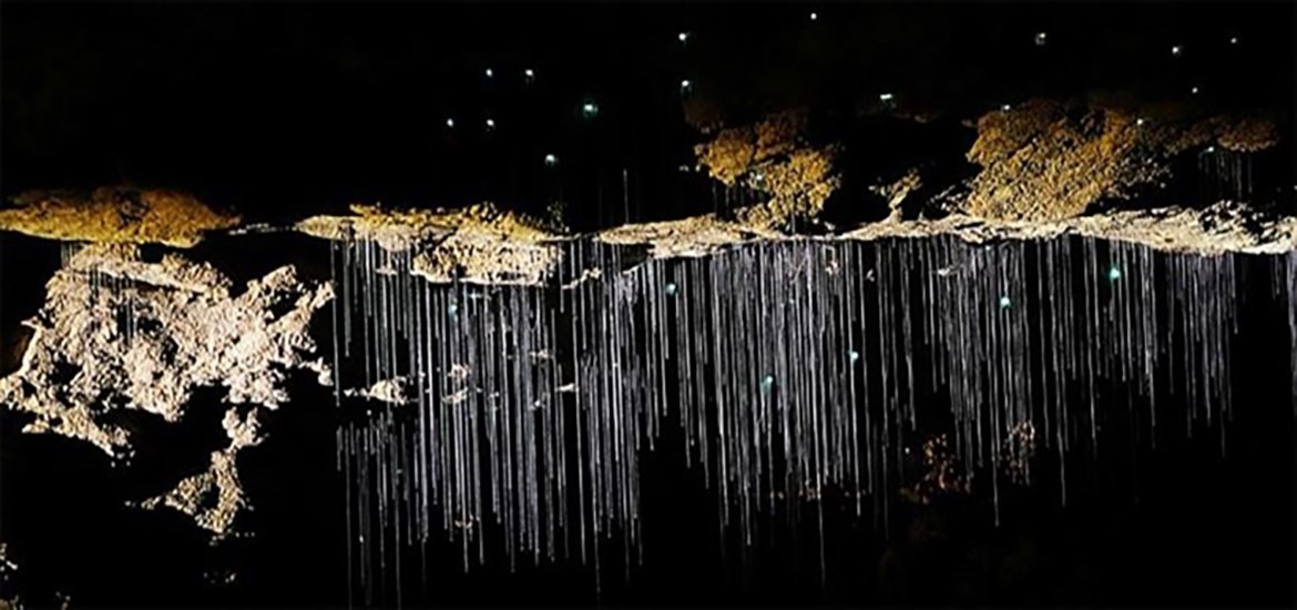Waitomo Glowworm Caves
