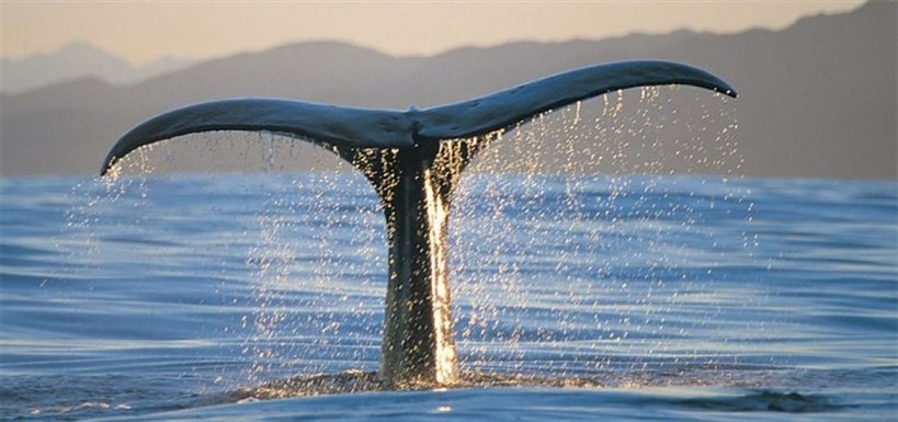 Whale Watching Kaikoura