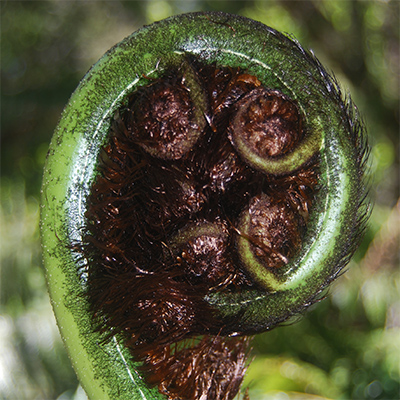New Zealand Koru
