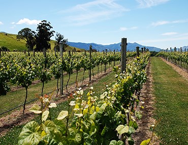 Food and Wine Tours