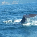 Whale watch kaikoura