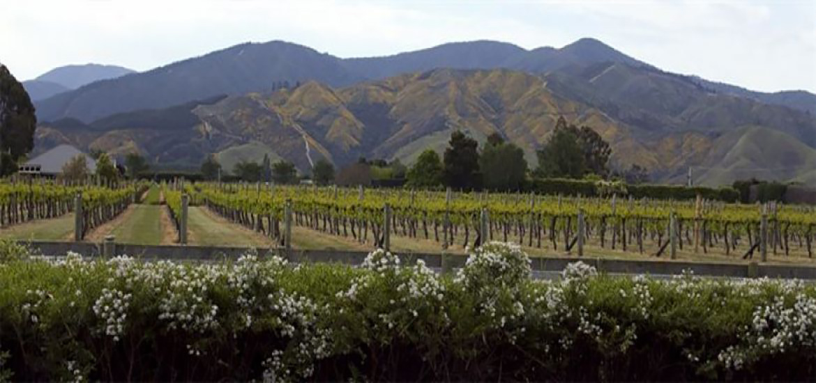 Full Day Group Wine Tour