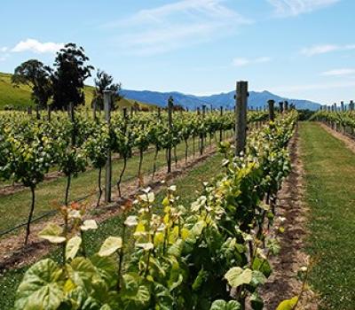 Food and Wine Tours